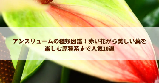 アンスリュームの種類図鑑！赤い花から美しい葉を楽しむ原種系まで人気10選