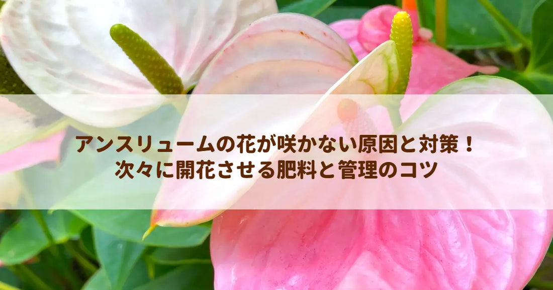 アンスリュームの花が咲かない原因と対策！次々に開花させる肥料と管理のコツ