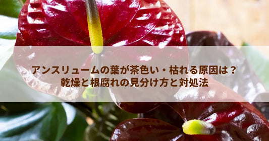 アンスリュームの葉が茶色い・枯れる原因は？乾燥と根腐れの見分け方と対処法