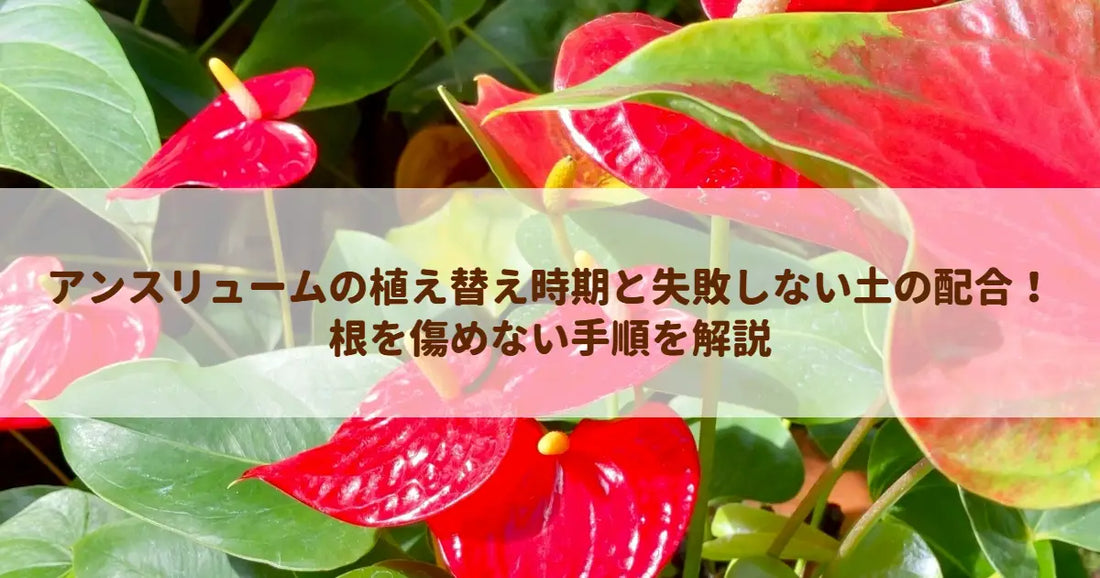 アンスリュームの植え替え時期と失敗しない土の配合！根を傷めない手順を解説
