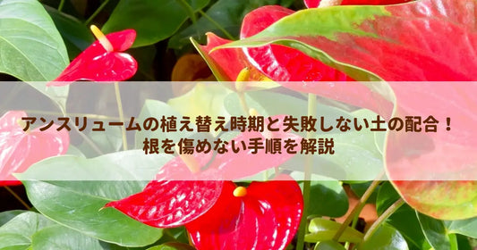 アンスリュームの植え替え時期と失敗しない土の配合！根を傷めない手順を解説