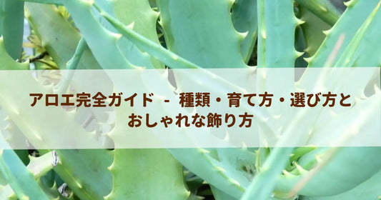 アロエ完全ガイド - 種類・育て方・選び方とおしゃれな飾り方