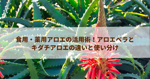 食用・薬用アロエの活用術！アロエベラとキダチアロエの違いと使い分け
