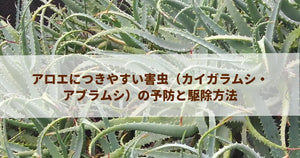 アロエにつきやすい害虫（カイガラムシ・アブラムシ）の予防と駆除方法