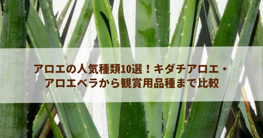 アロエの人気種類10選！キダチアロエ・アロエベラから観賞用品種まで比較