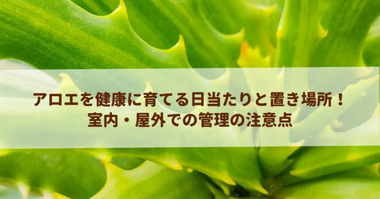 アロエを健康に育てる日当たりと置き場所！室内・屋外での管理の注意点
