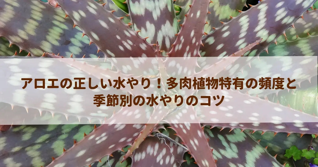 アロエの正しい水やり！多肉植物特有の頻度と季節別の水やりのコツ