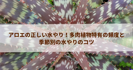アロエの正しい水やり！多肉植物特有の頻度と季節別の水やりのコツ