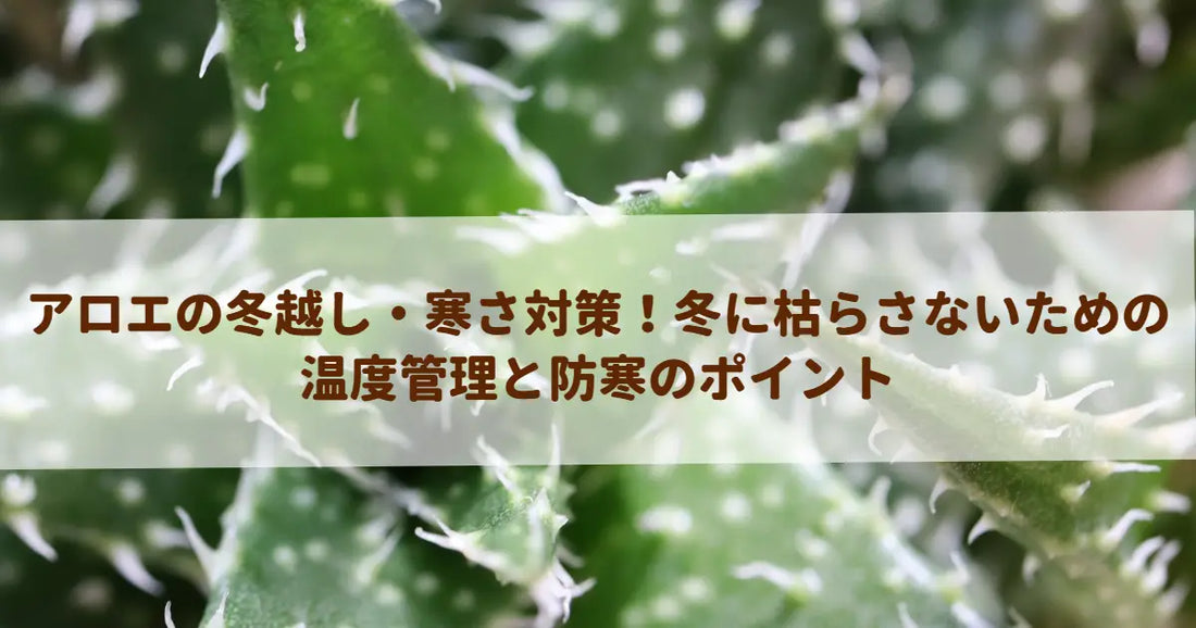 アロエの冬越し・寒さ対策！冬に枯らさないための温度管理と防寒のポイント
