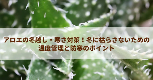 アロエの冬越し・寒さ対策！冬に枯らさないための温度管理と防寒のポイント