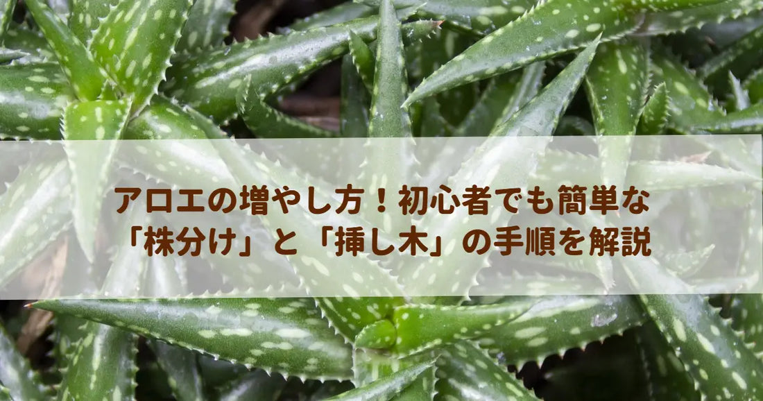 アロエの増やし方！初心者でも簡単な「株分け」と「挿し木」の手順を解説