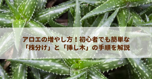 アロエの増やし方！初心者でも簡単な「株分け」と「挿し木」の手順を解説