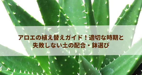 アロエの植え替えガイド！適切な時期と失敗しない土の配合・鉢選び