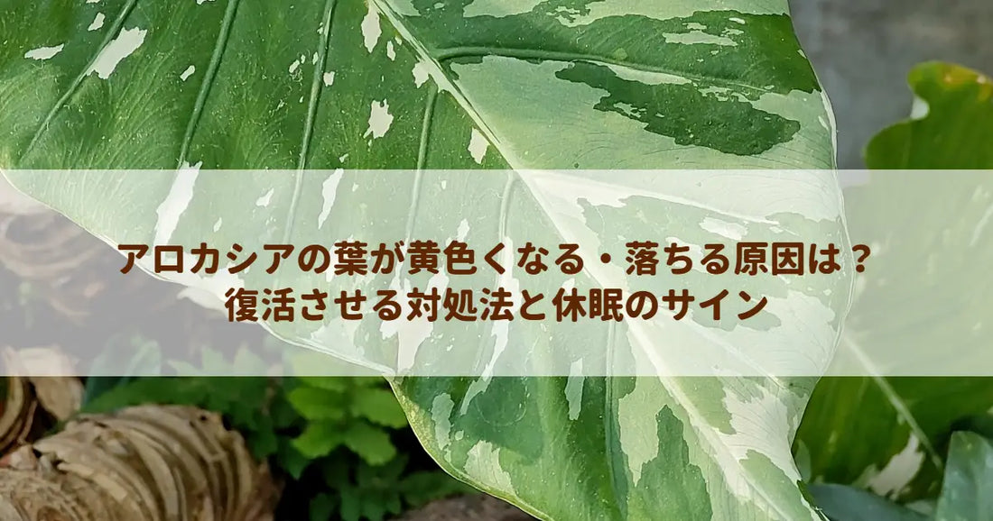 アロカシアの葉が黄色くなる・落ちる原因は？復活させる対処法と休眠のサイン