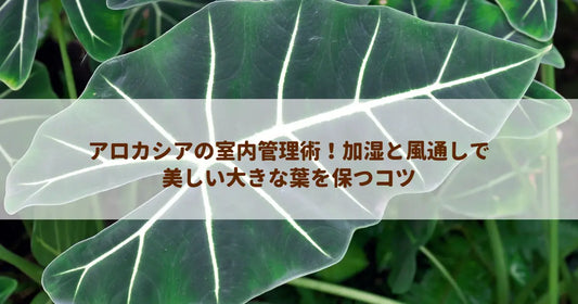 アロカシアの室内管理術！加湿と風通しで美しい大きな葉を保つコツ