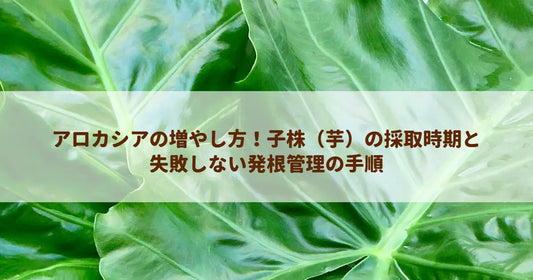 アロカシアの増やし方！子株（芋）の採取時期と失敗しない発根管理の手順