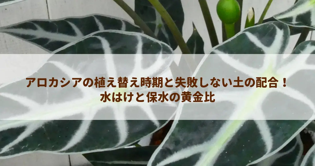 アロカシアの植え替え時期と失敗しない土の配合！水はけと保水の黄金比