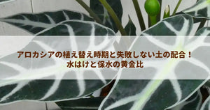 アロカシアの植え替え時期と失敗しない土の配合！水はけと保水の黄金比