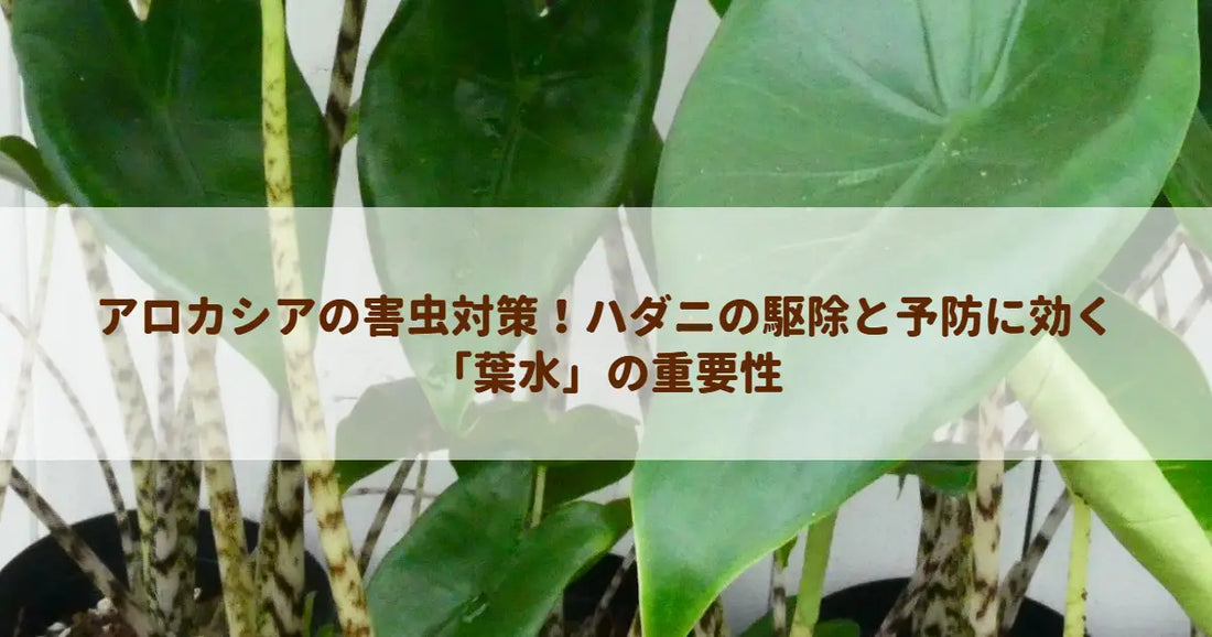 アロカシアの害虫対策！ハダニの駆除と予防に効く「葉水」の重要性