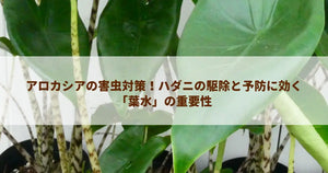 アロカシアの害虫対策！ハダニの駆除と予防に効く「葉水」の重要性