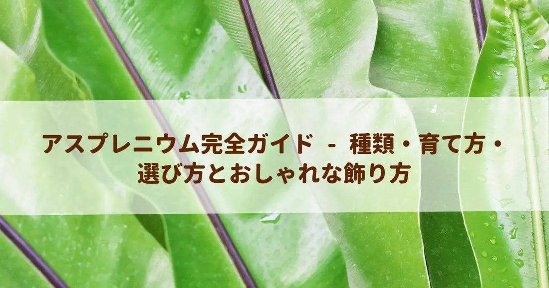 アスプレニウム完全ガイド - 種類・育て方・選び方とおしゃれな飾り方