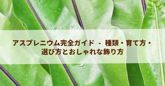 アスプレニウム完全ガイド - 種類・育て方・選び方とおしゃれな飾り方