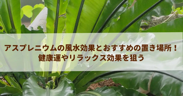 アスプレニウムの風水効果とおすすめの置き場所！健康運やリラックス効果を狙う