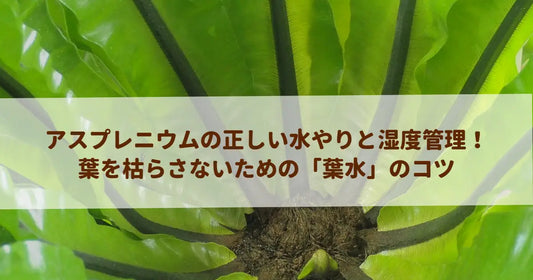 アスプレニウムの正しい水やりと湿度管理！葉を枯らさないための「葉水」のコツ