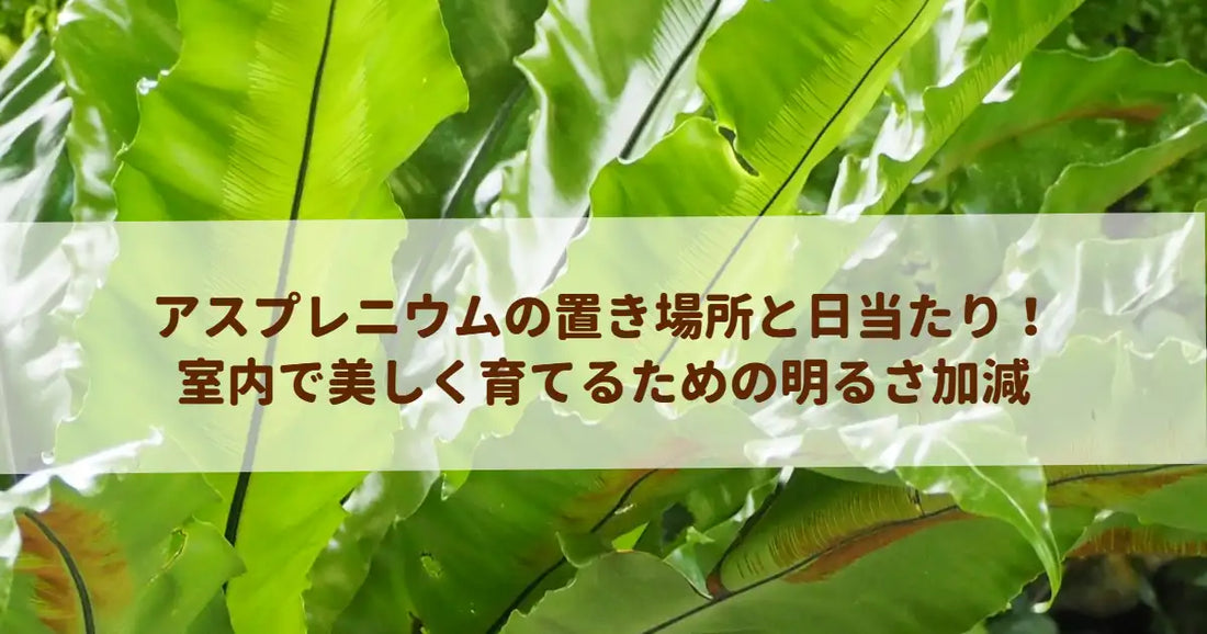 アスプレニウムの置き場所と日当たり！室内で美しく育てるための明るさ加減