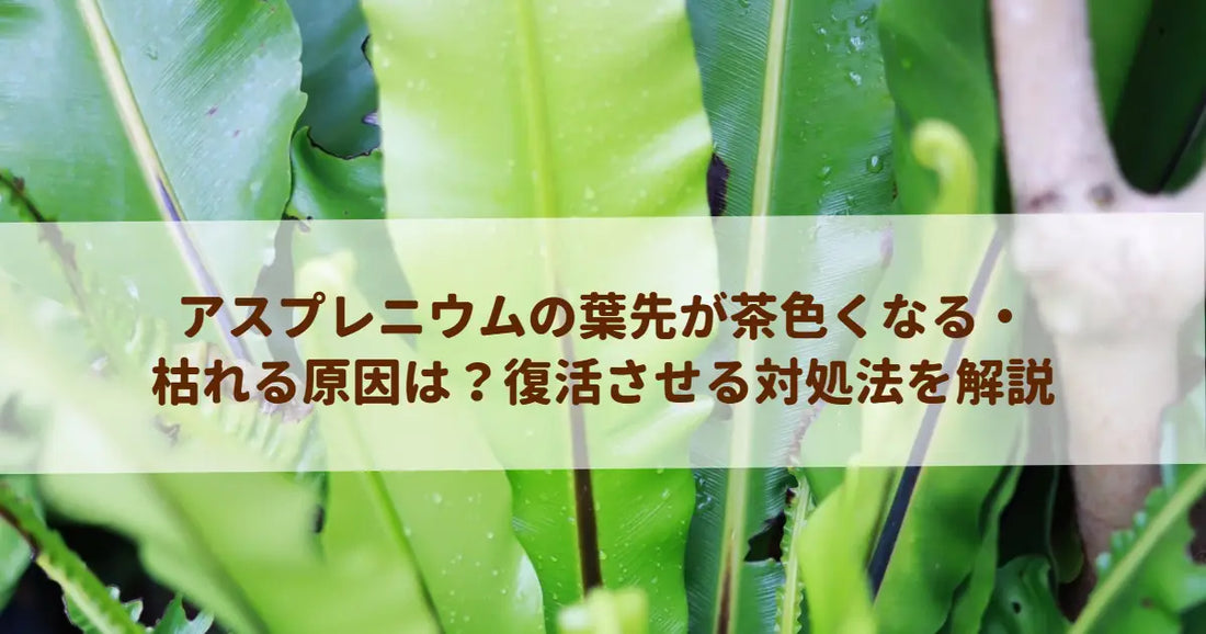 アスプレニウムの葉先が茶色くなる・枯れる原因は？復活させる対処法を解説