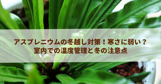 アスプレニウムの冬越し対策！寒さに弱い？室内での温度管理と冬の注意点