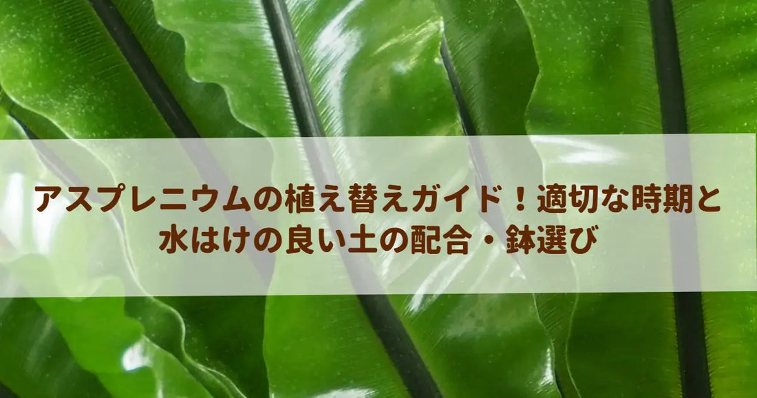 アスプレニウムの植え替えガイド！適切な時期と水はけの良い土の配合・鉢選び