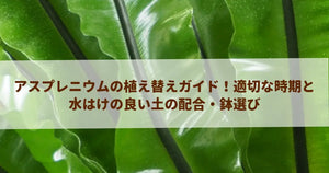 アスプレニウムの植え替えガイド！適切な時期と水はけの良い土の配合・鉢選び