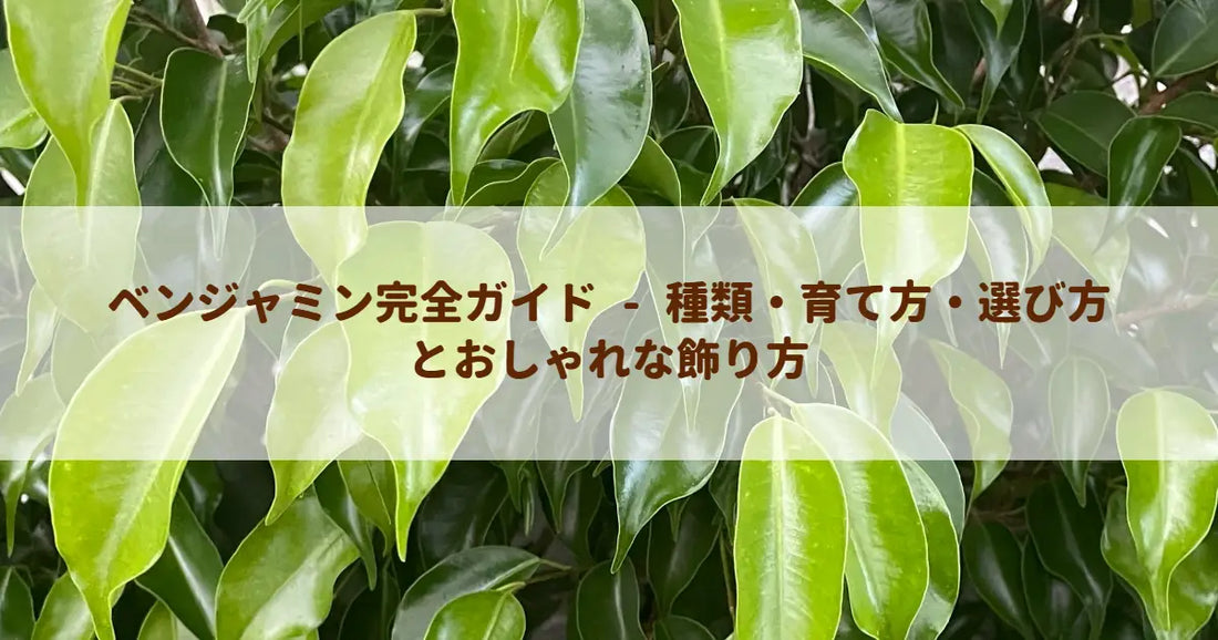 ベンジャミン完全ガイド - 種類・育て方・選び方とおしゃれな飾り方