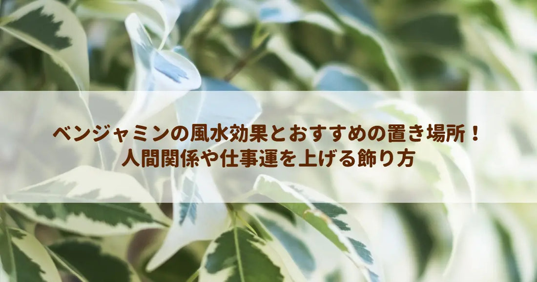 ベンジャミンの風水効果とおすすめの置き場所！人間関係や仕事運を上げる飾り方