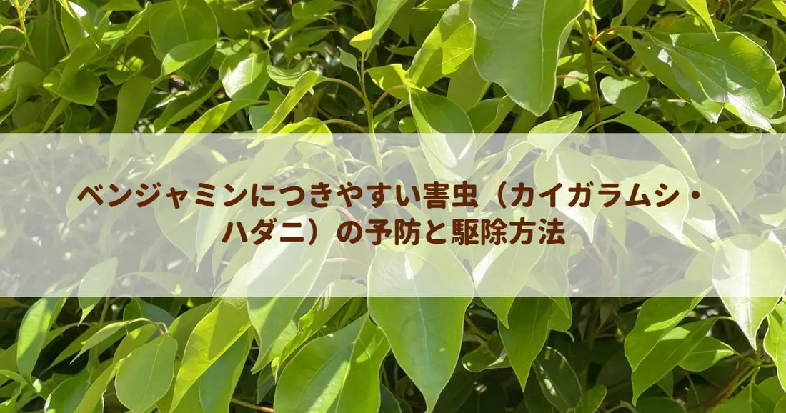 ベンジャミンにつきやすい害虫（カイガラムシ・ハダニ）の予防と駆除方法