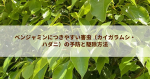 ベンジャミンにつきやすい害虫（カイガラムシ・ハダニ）の予防と駆除方法