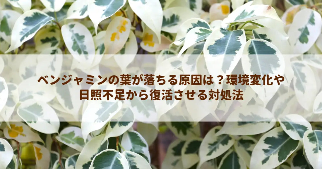 ベンジャミンの葉が落ちる原因は？環境変化や日照不足から復活させる対処法