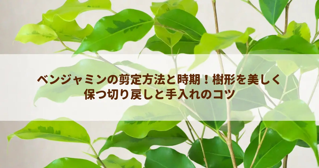 ベンジャミンの剪定方法と時期！樹形を美しく保つ切り戻しと手入れのコツ