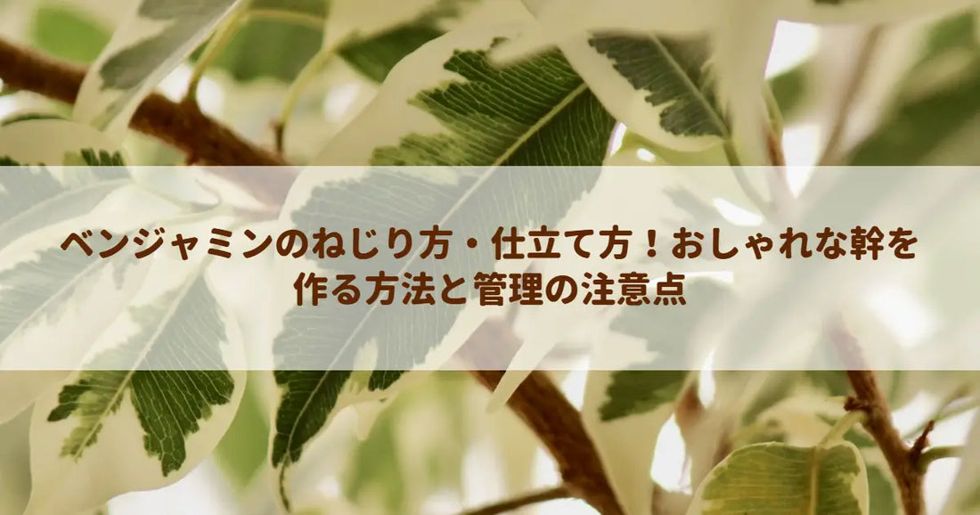 ベンジャミンのねじり方・仕立て方！おしゃれな幹を作る方法と管理の注意点