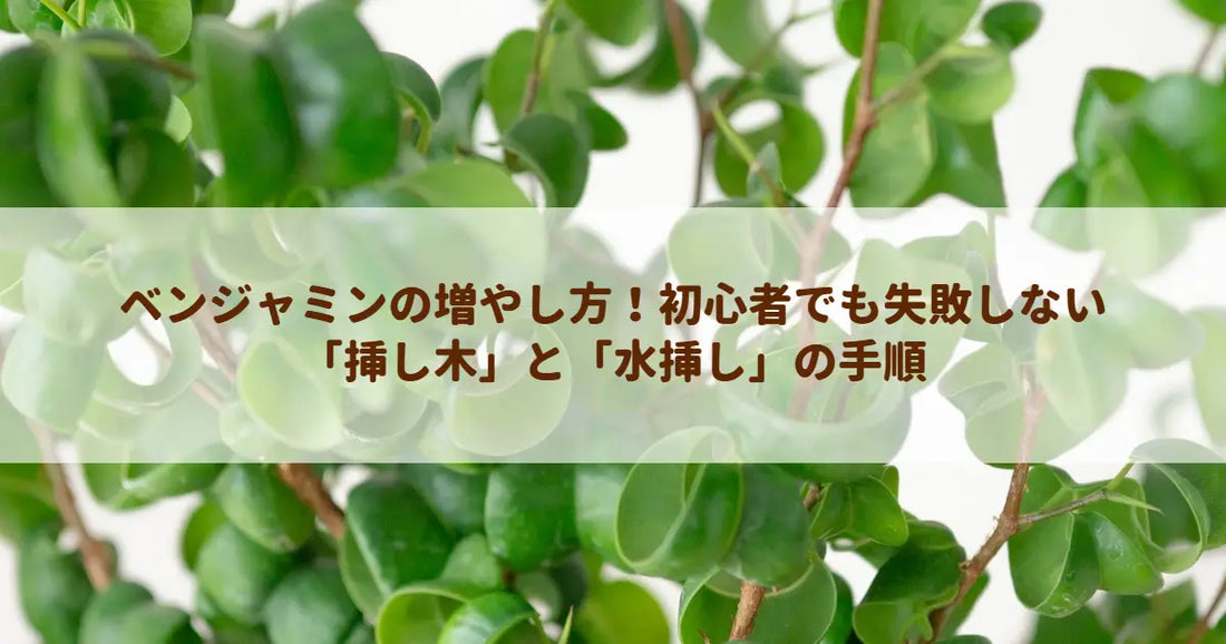 ベンジャミンの増やし方！初心者でも失敗しない「挿し木」と「水挿し」の手順