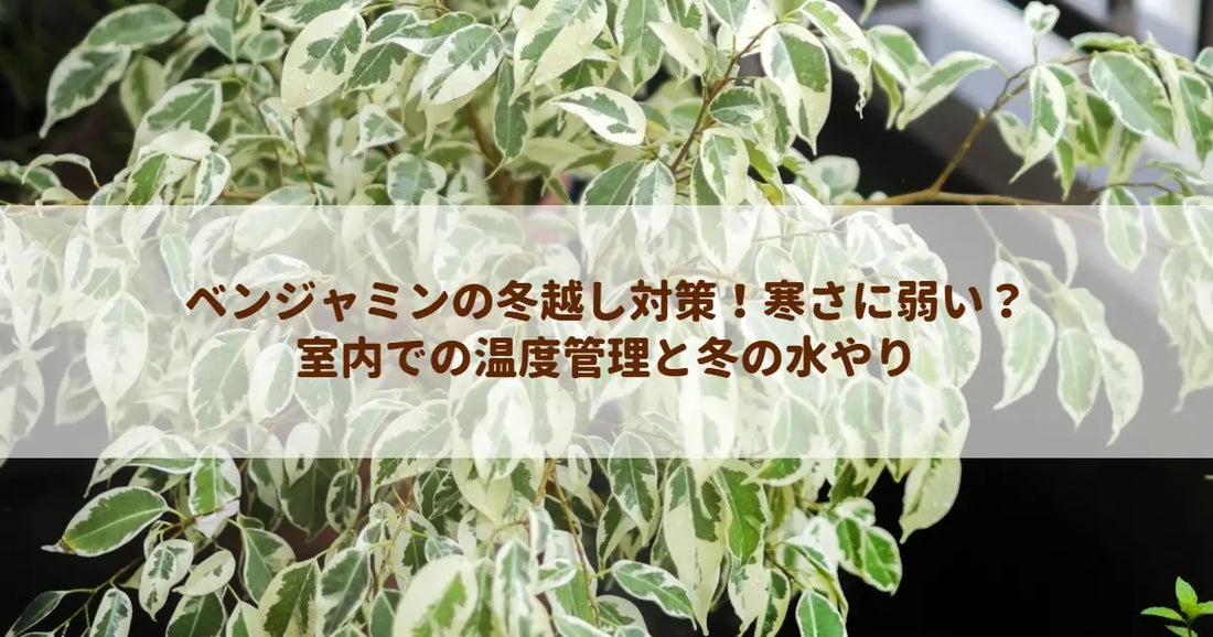 ベンジャミンの冬越し対策！寒さに弱い？室内での温度管理と冬の水やり
