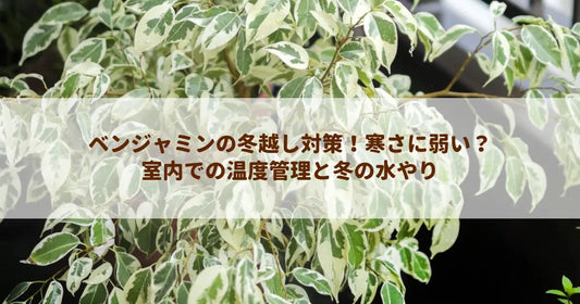 ベンジャミンの冬越し対策！寒さに弱い？室内での温度管理と冬の水やり