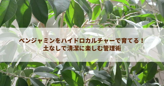 ベンジャミンをハイドロカルチャーで育てる！土なしで清潔に楽しむ管理術