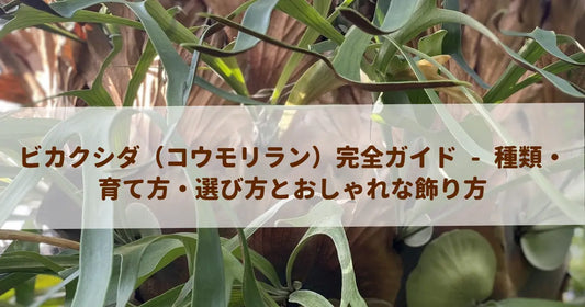 ビカクシダ（コウモリラン）完全ガイド - 種類・育て方・選び方とおしゃれな飾り方