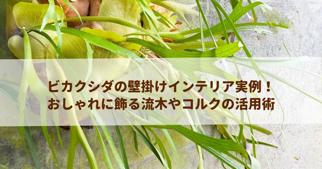 ビカクシダの壁掛けインテリア実例！おしゃれに飾る流木やコルクの活用術