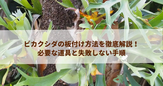 ビカクシダの板付け方法を徹底解説！必要な道具と失敗しない手順