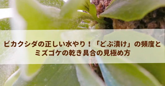 ビカクシダの正しい水やり！「どぶ漬け」の頻度とミズゴケの乾き具合の見極め方