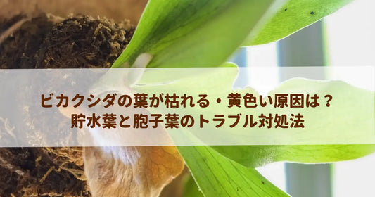 ビカクシダの葉が枯れる・黄色い原因は？貯水葉と胞子葉のトラブル対処法