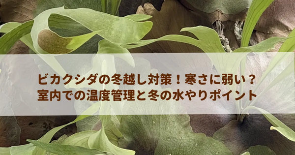 ビカクシダの冬越し対策！寒さに弱い？室内での温度管理と冬の水やりポイント